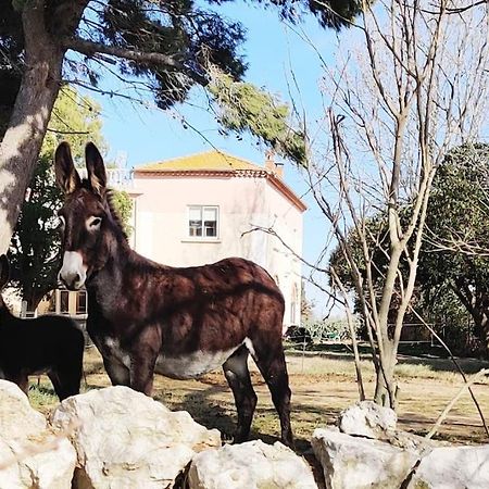 Au Coeur De La Nature Coursan エクステリア 写真